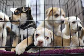 Petland jacksonville is a local pet store that has been operating for over 8 years in jacksonville, florida. Consumers Should Beware Of Pet Store Puppy Sales And Internet Scams A Humane World