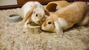 The Best Dwarf Rabbit Bedding Types For