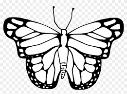 Detailed butterfly black and white. Free Cocoon To Butterfly Png Black White Free Cocoon To Butterfly Black White Png Transparent Images 9414 Pngio