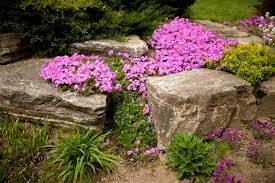 the best plants for rock gardens