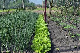 vegetable garden growing season