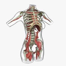 In addition to its primary function, it is an auxiliary muscle of exhalation and rotates the torso ipsilaterally during unilateral innervation. Muscle Anatomy Female Torso 3d Model 249 Ma Obj Fbx Free3d