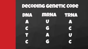 Dna transcription definition, enzymes and function, dna transcription steps, and process. Decode From Dna To Mrna To Trna To Amino Acids Youtube