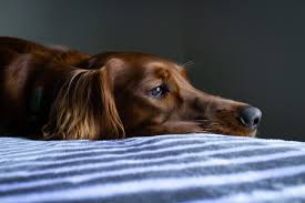 do dogs grieve the loss of a loved one