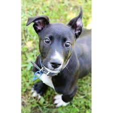 They are characterized by an indomitable courage and tenacity. Heinz Medium Male Staffordshire Bull Terrier X Australian Kelpie Mix Dog In Nsw Petrescue
