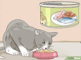 how to feed a diabetic cat 13 steps
