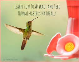 hummingbird food recipe and how to