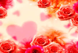 love pink garden roses wallpaper