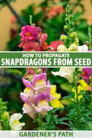 how to grow snapdragons from seed