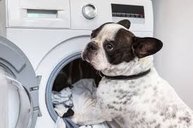 pet safe cleaning s for the