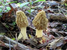 How To Find And Identify Morel Mushrooms Wild Foodism