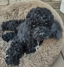 licorice a realistic toy poodle puppy