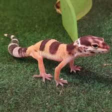 10 gallon terrarium for your gecko