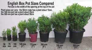 Image Result For Size Of Small Potted Plants Small Potted