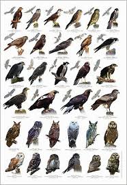 British Bird Of Prey Identification Chart Nature Poster