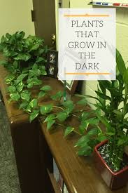 Plants That Grow In The Dark 5 Great