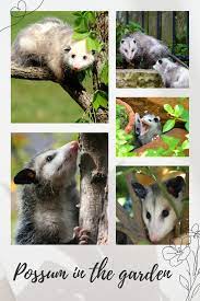 why we want possums in our gardens