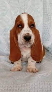 The basset hound club of america provides these listings and other public referrals as a resource to puppy and dog buyers to help locate breeders who belong to the bhca and have signed our club's code of ethical conduct. Basset Hound Puppies For Sale Wilkesboro Nc 304851