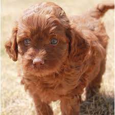 Labradoodle puppies for sale in oh; Toy Apricot Labradoodle Puppies For Sale Labradoodles In Archbold Ohio Labradoodle Dogs Labradoodle Puppies