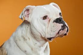 engam bulldog dog breed pictures