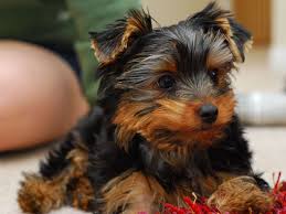 Before you bring your pup home, you'll need some supplies. Essential Supplies For A Yorkie Puppy Pethelpful