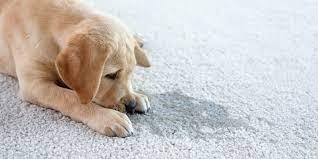 removal of pet stains and odor carpet