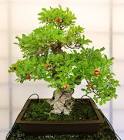 bonsai image / تصویر
