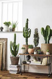 10 inspiring indoor cactus plants that