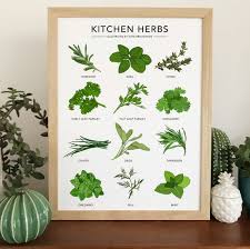 Kitchen Herbs Print Ilrated Plant
