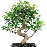 ginseng-bonsai-ne-kadar-büyür