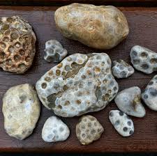 The african continent is rich with mineral resources including agates and jaspers. How Much Are Petoskey Stones Worth Where To Buy And Sell Petoskey Stones Rock Seeker