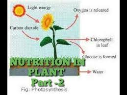 Class 7 Nutrition Photosynthesis Ki