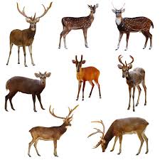deer background stock photos royalty
