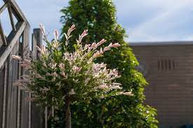 Small Trees For Containers And Pots