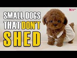 top 10 small dogs that don t shed or