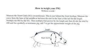 Weighing Your Pig Without A Scale North American Pet Pig
