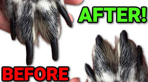 how to safely clip your dogs nails at