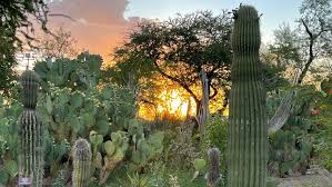 Ethel M Botanical Cactus Garden