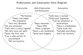 Eukaryote Vs Prokaryote Venn Diagram Lamasa Jasonkellyphoto Co