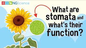 what are stomata and what s their