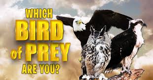 Birds play a major role in our lives, whether we realize it or not. Which Bird Of Prey Are You Brainfall