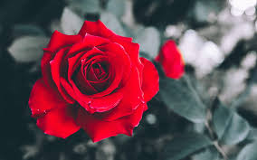 Hd Wallpaper Flowers Rose Blur Bud