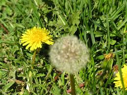 common dandelion phenophase definitions