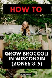 to grow broccoli in wisconsin zones