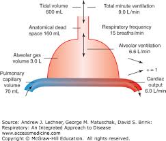 lung ventilation and spirometry
