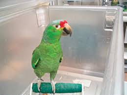 Check out our exotic pet birds selection for the very best in unique or custom, handmade pieces from our shops. Birds Sciencedirect