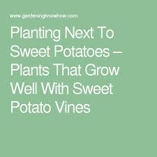 Sweet Potato Companions Best Companion Plants For Sweet