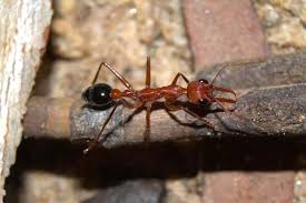 ants outside insight pest