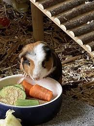 how to set up a guinea pig hutch