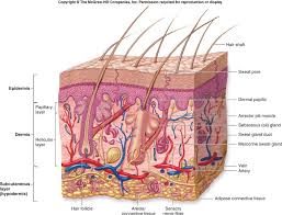 Diagrams The Integumentary System Skin Structure Skin